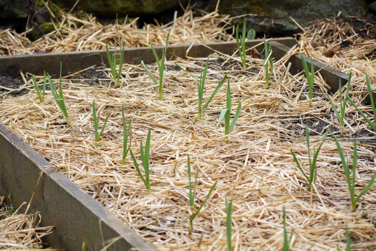 Garlic spacing in a garlic bed mulched with straw