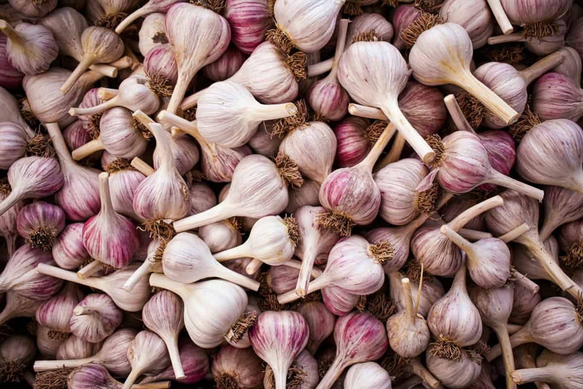 A variety of hard neck garlic bulbs