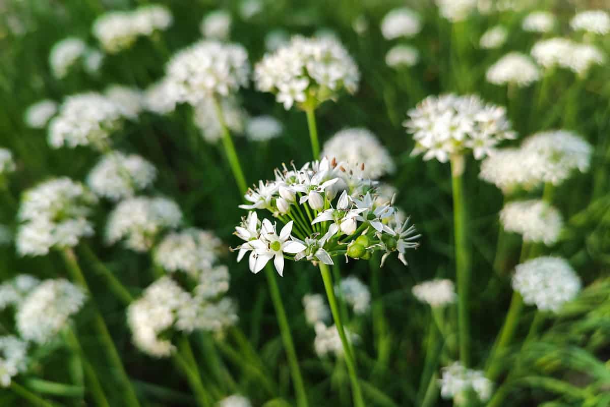 White garlic chive flowers in bloom