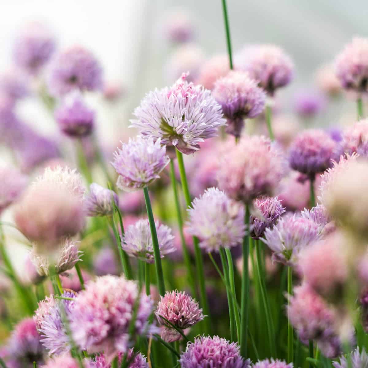 Chives growing in an herb garden
