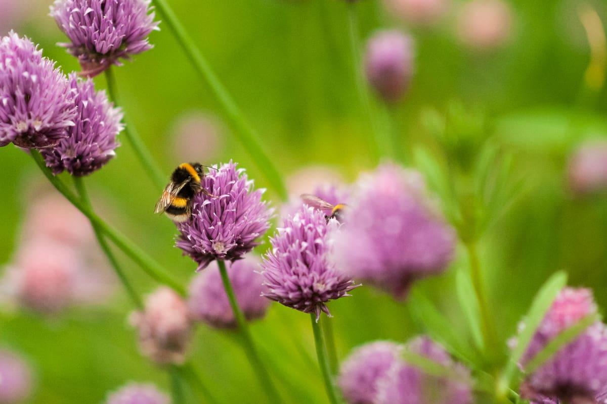 Bees on onion chive flowers