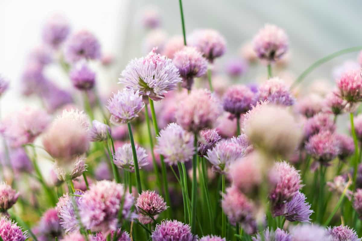 Common chives growing in an herb garden