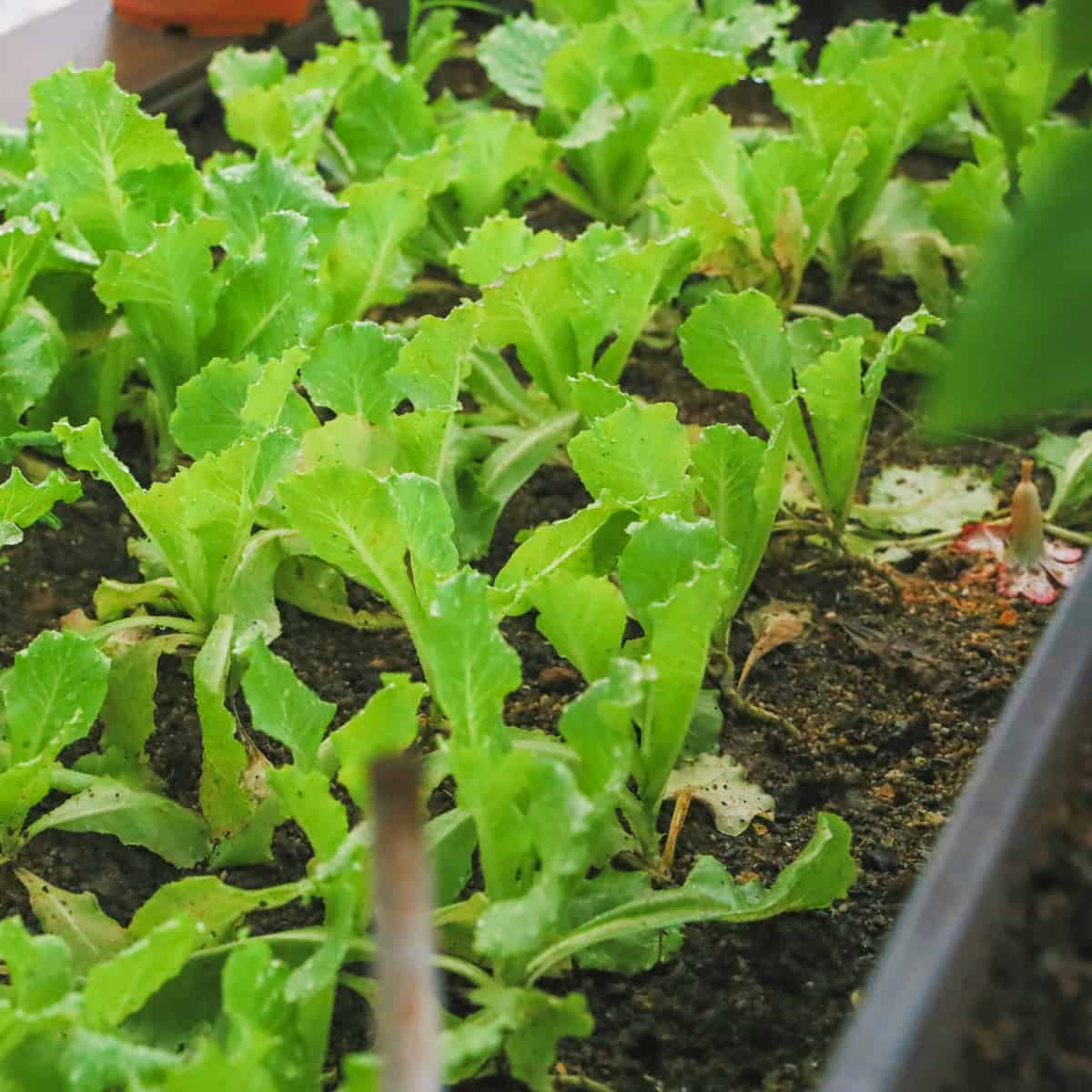 Lettuce plants growing in a container