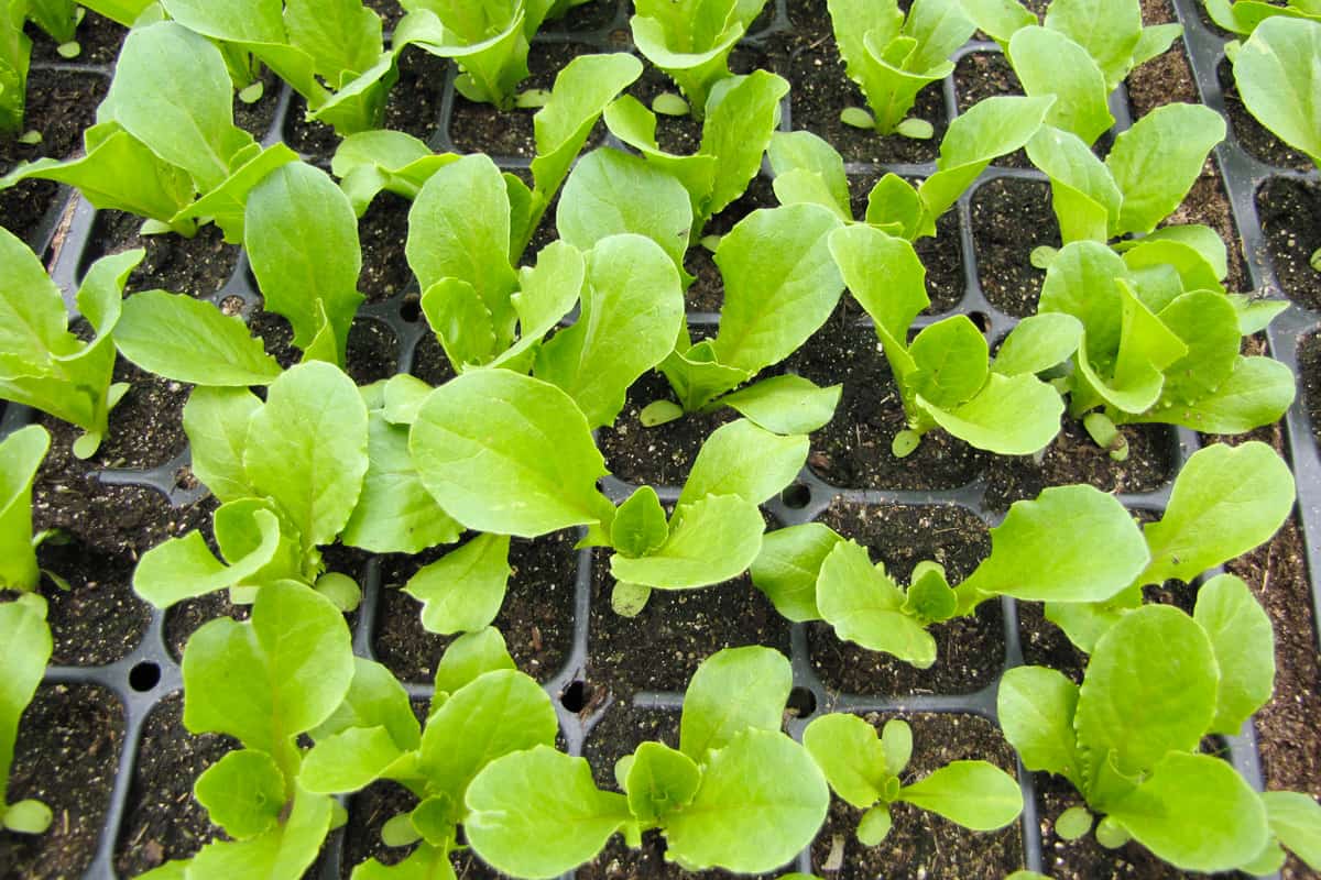 Lettuce seedlings growing in seed plugs