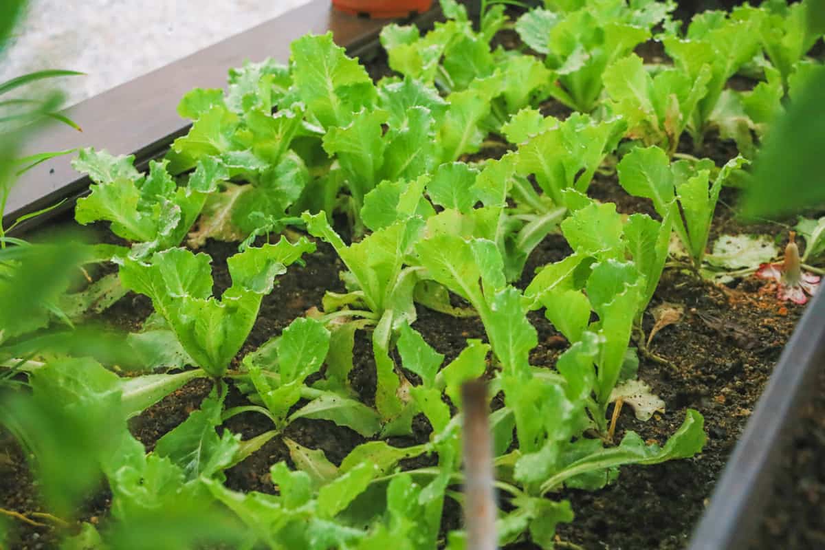 Lettuces growing in a cold frame