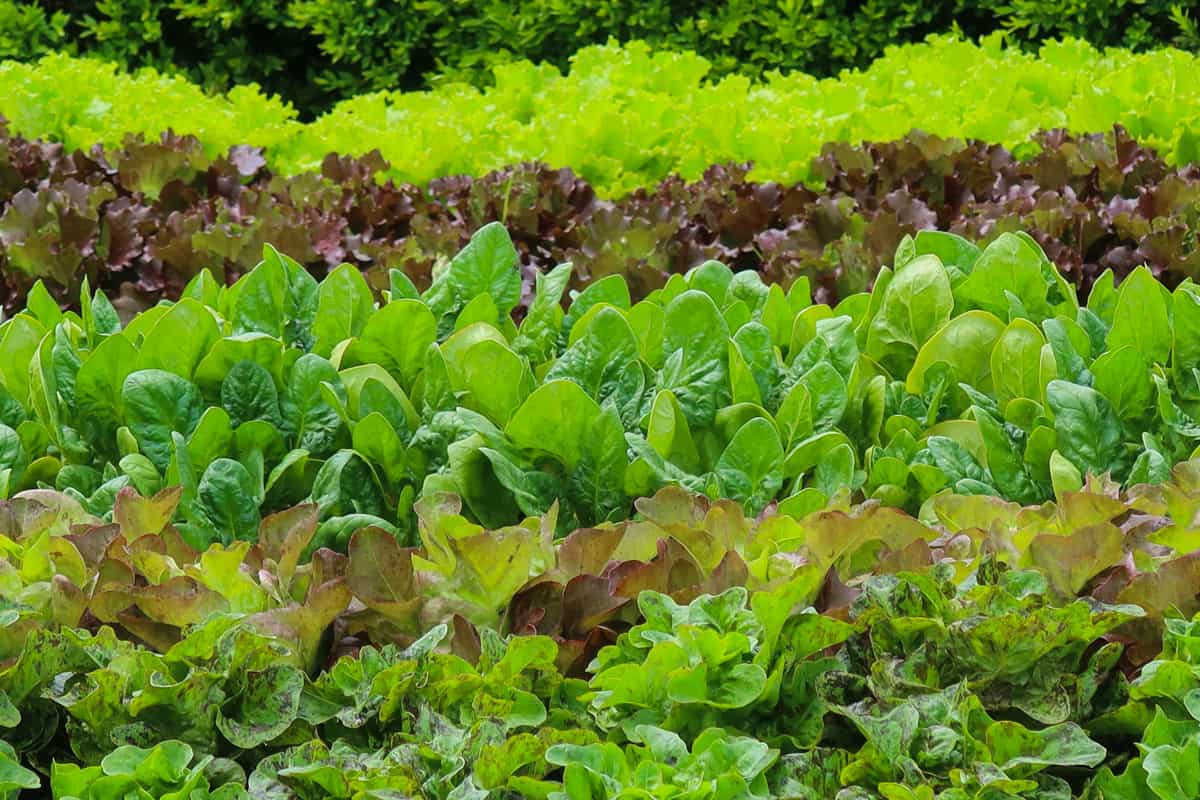 Rows of different varieties of lettuces interplanted