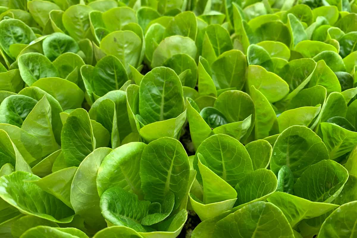 Heads of romaine lettuce growing