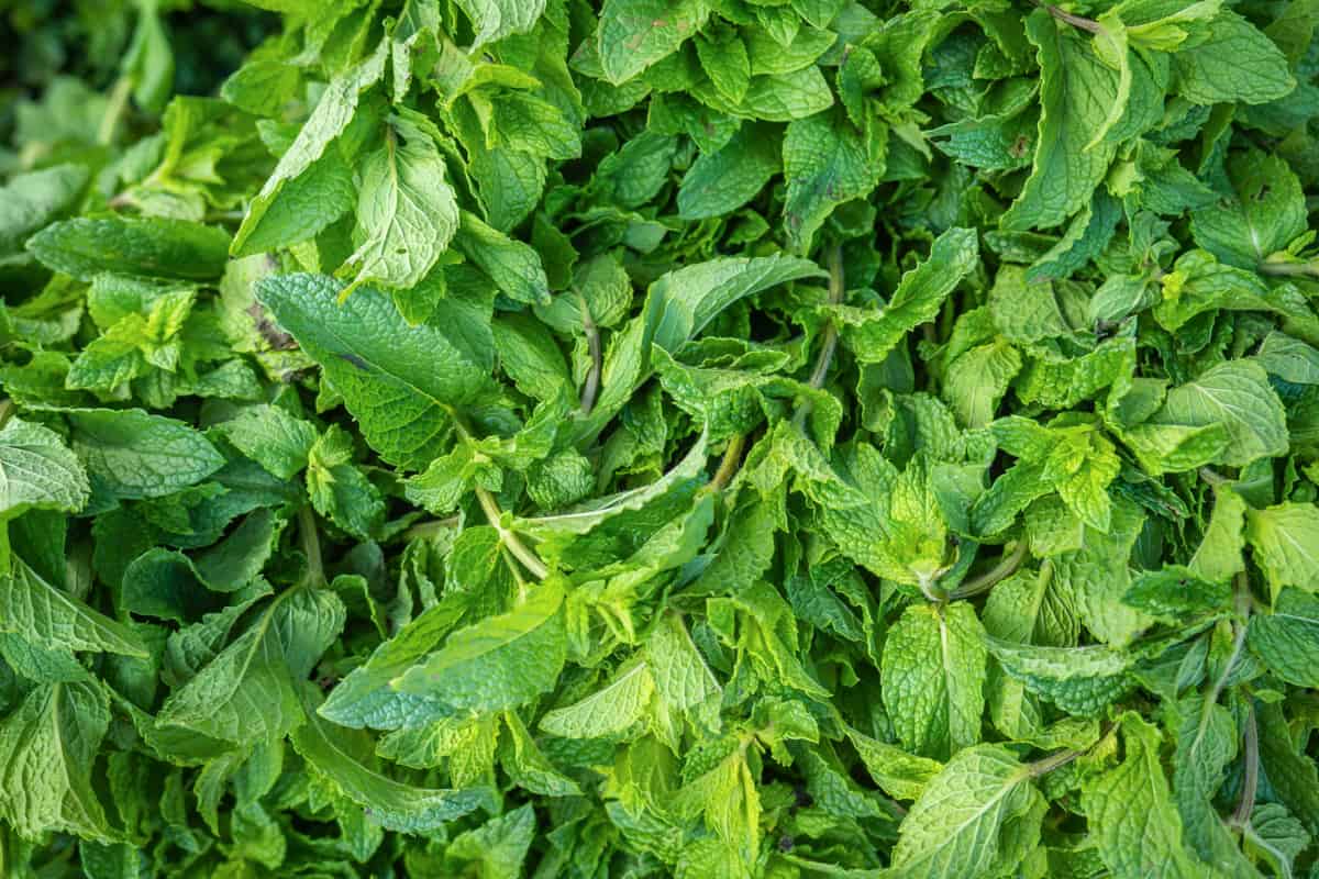 Harvested peppermint seen from above