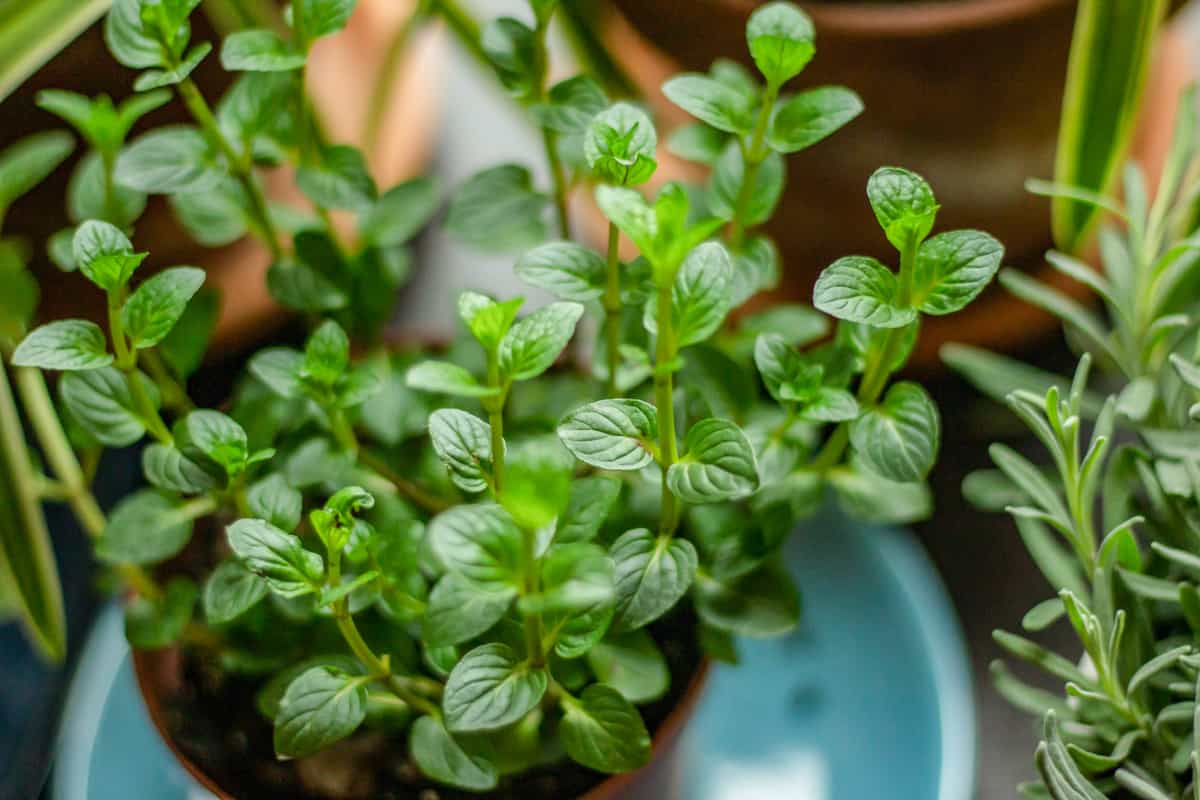 Chocolate mint growing in a pot
