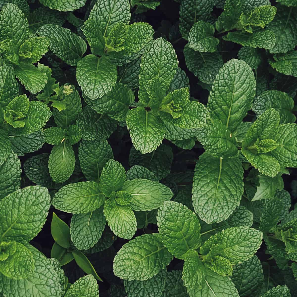 Growing mint from seed or starts to harvest