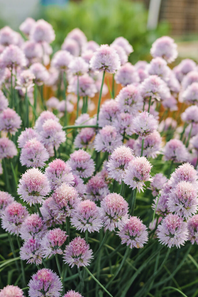 Light pink onion chive flowers blooming