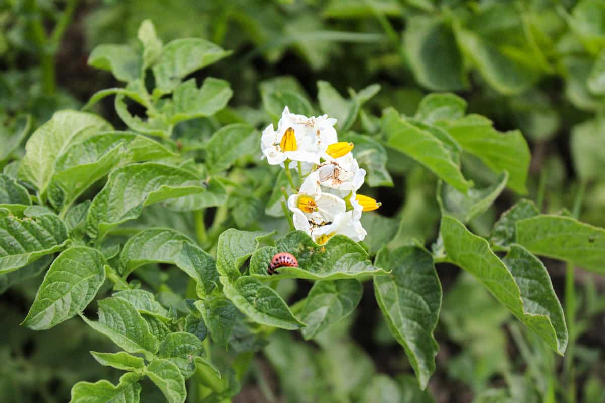 Potato plant in flower