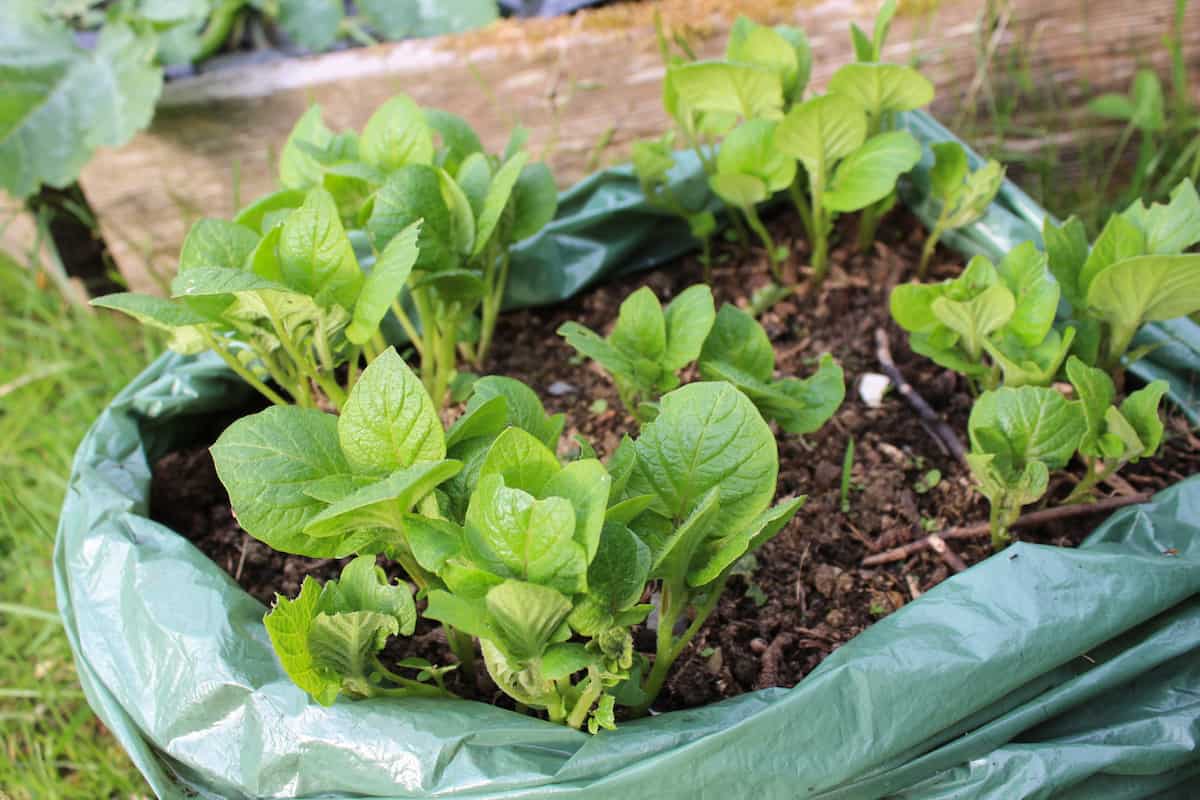 Growing potato plants in grow bags
