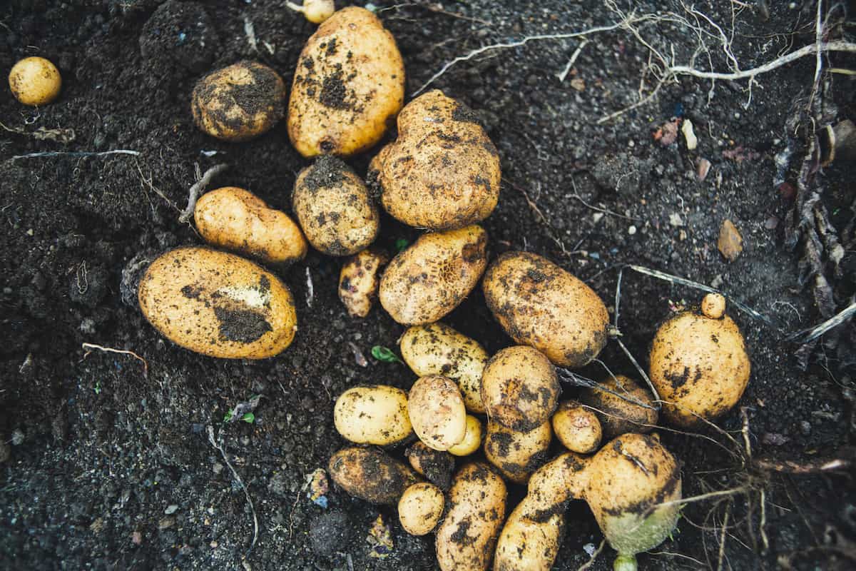 Gold potatoes in the soil after harvest