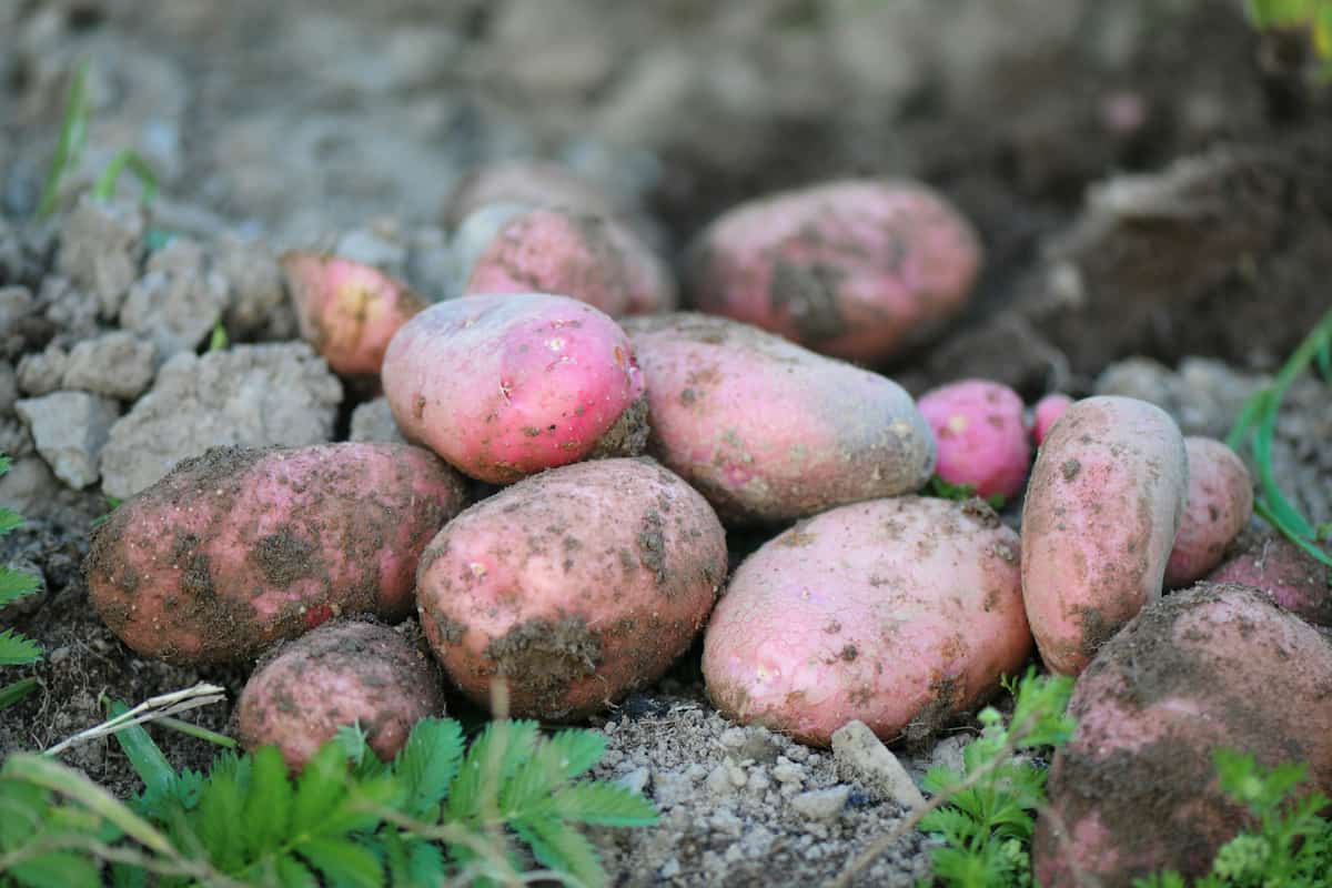 Red potatoes on soil after being harvested