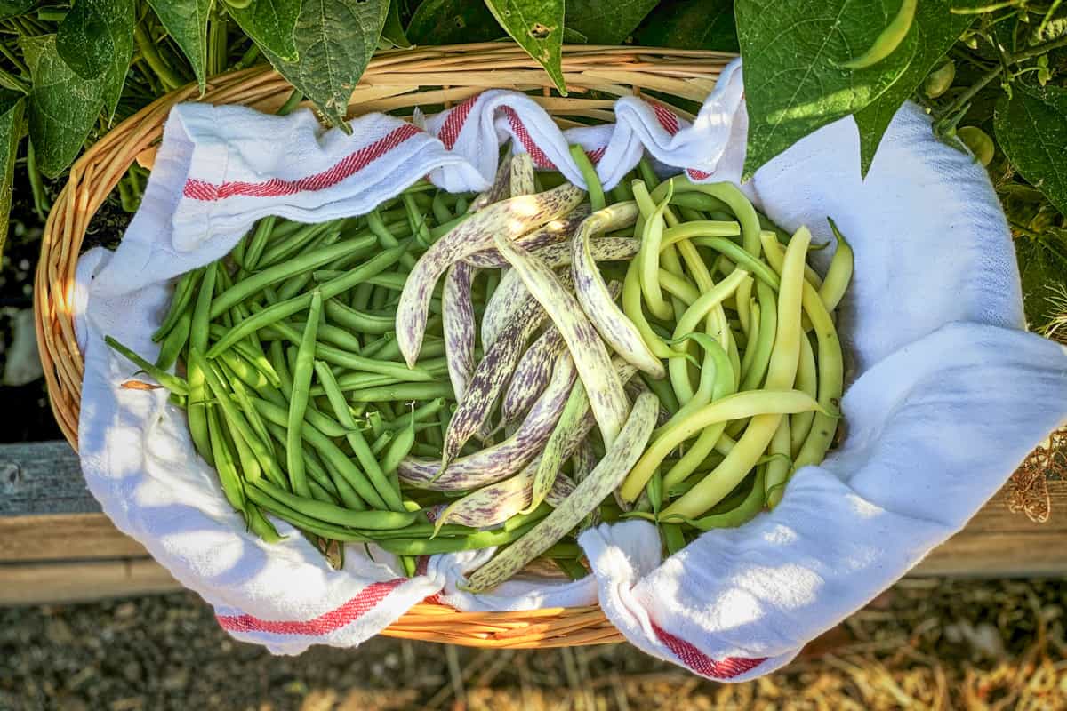 A harvest basket full of green beans