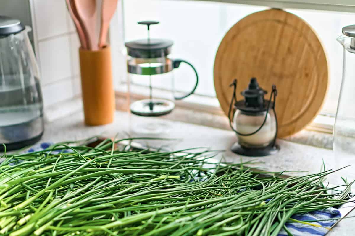 Harvesting and drying chive stems in a kitchen