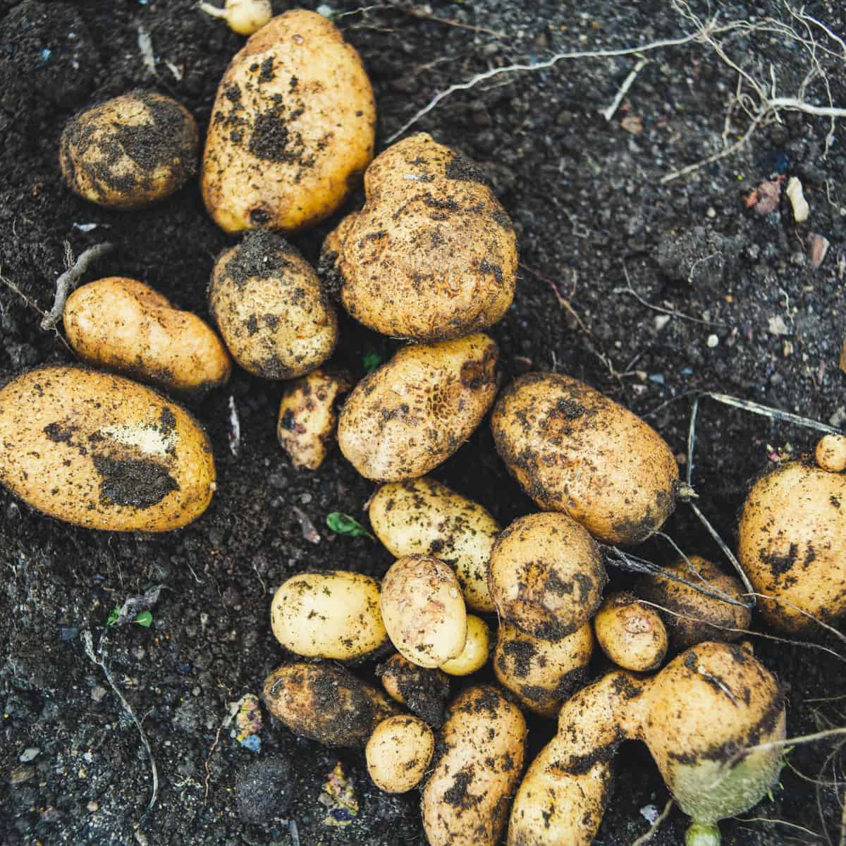 Growing potatoes from seed potatoes