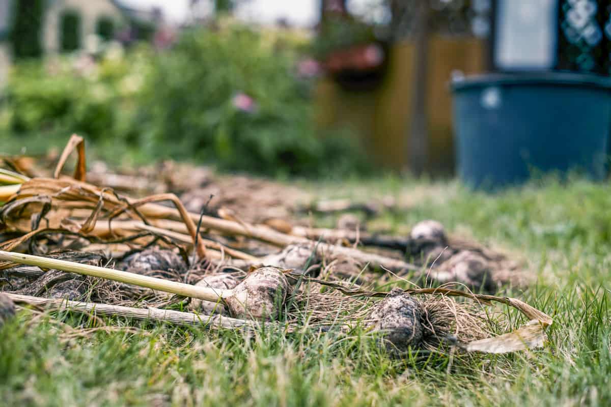 Harvested garlic laying in the grass