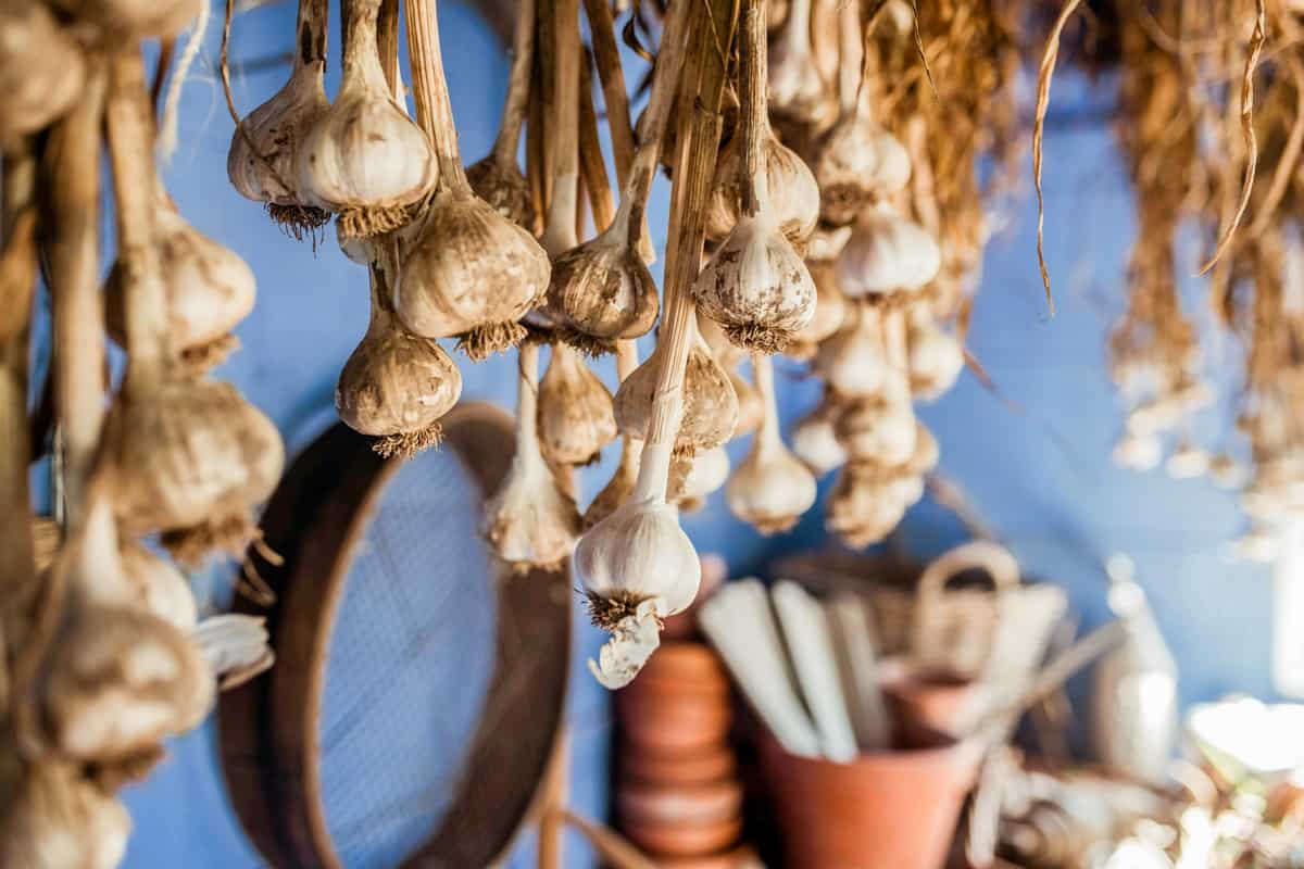 Garlic bulbs curing for storage after the harvest