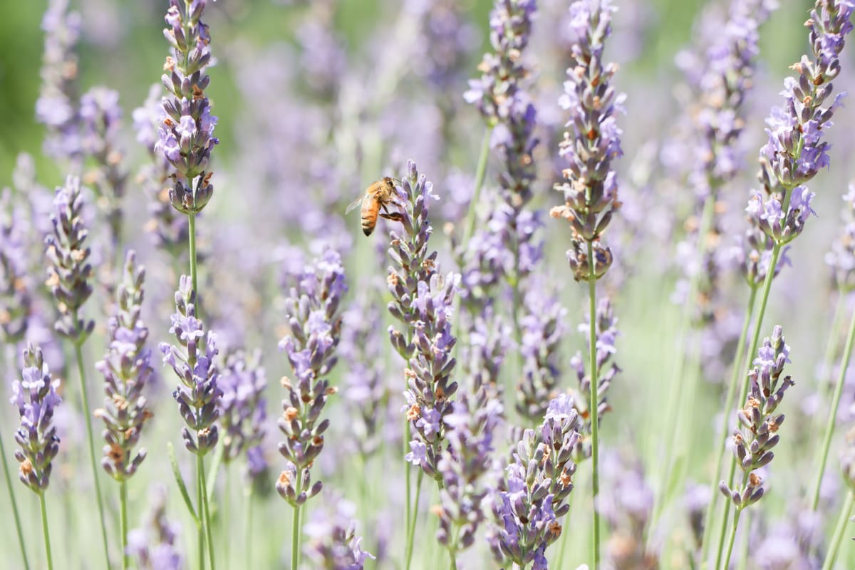 A honey bee on lavender flowers