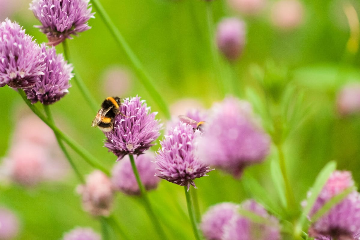 Bumblebees on onion chive flowers