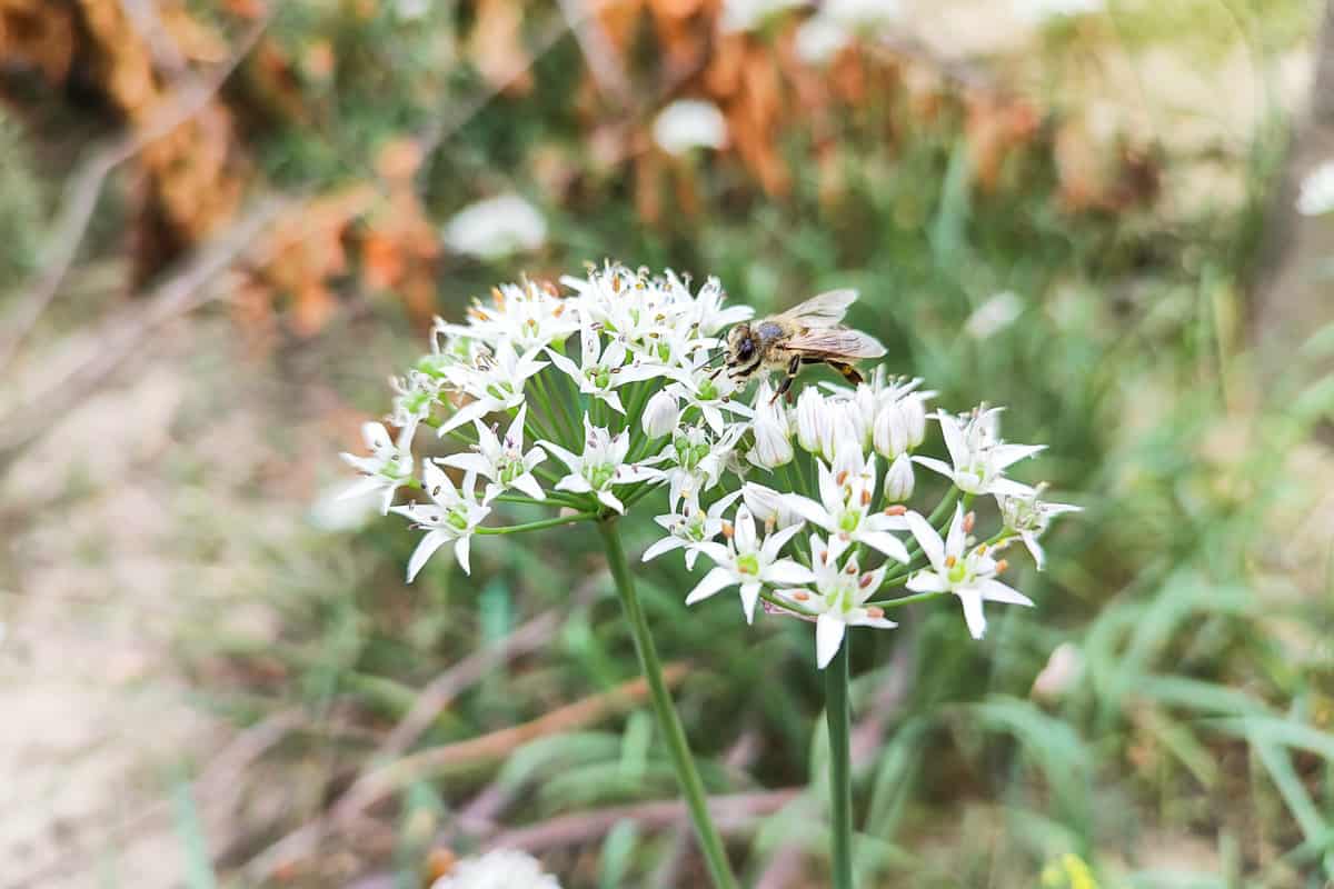 White garlic chive flowers in a garden