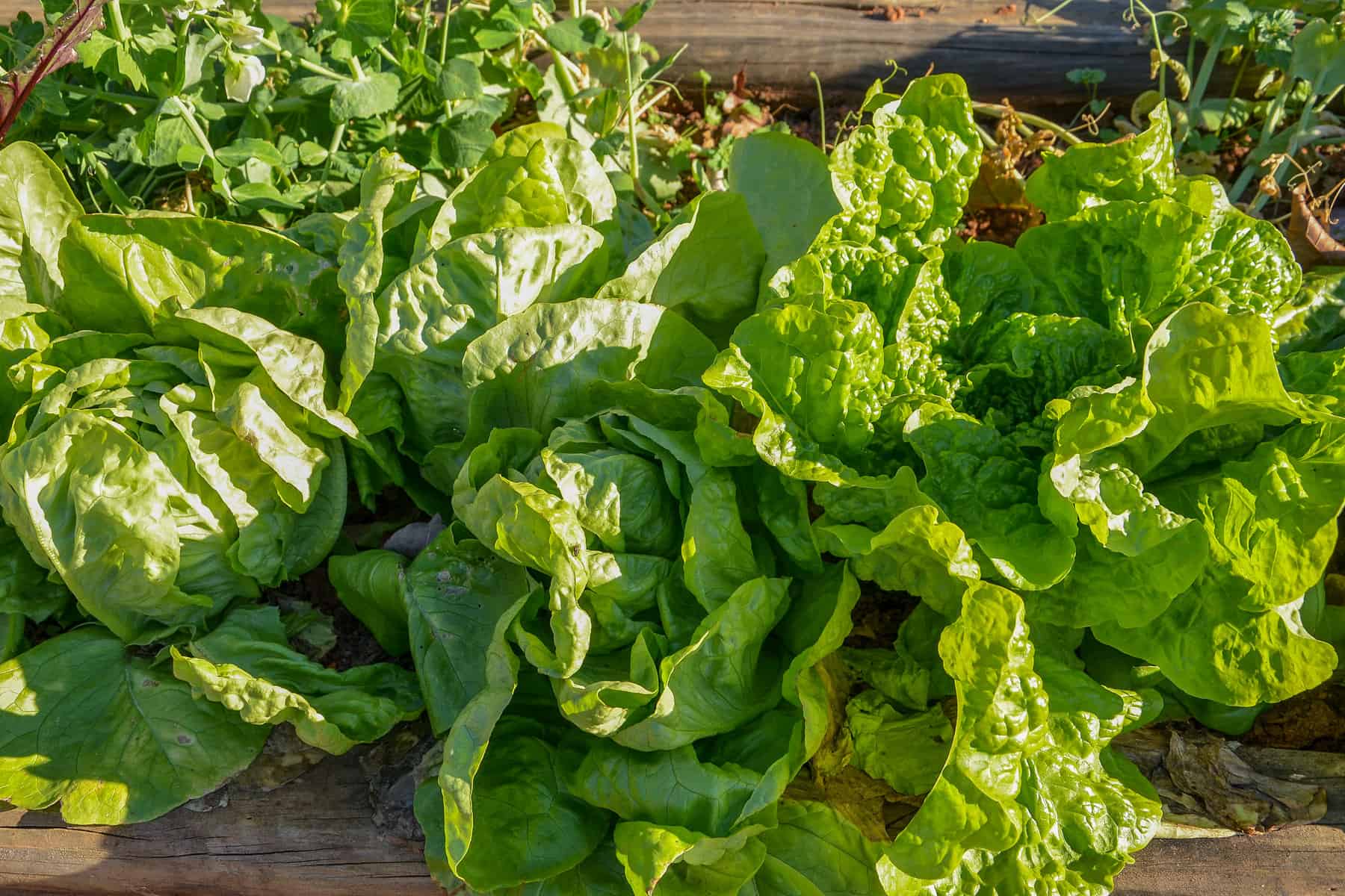 Buttercrunch lettuces growing in a raised bed