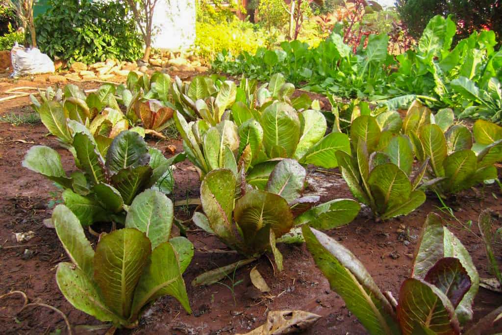 Marvel of Four Seasons lettuces growing in a summer garden
