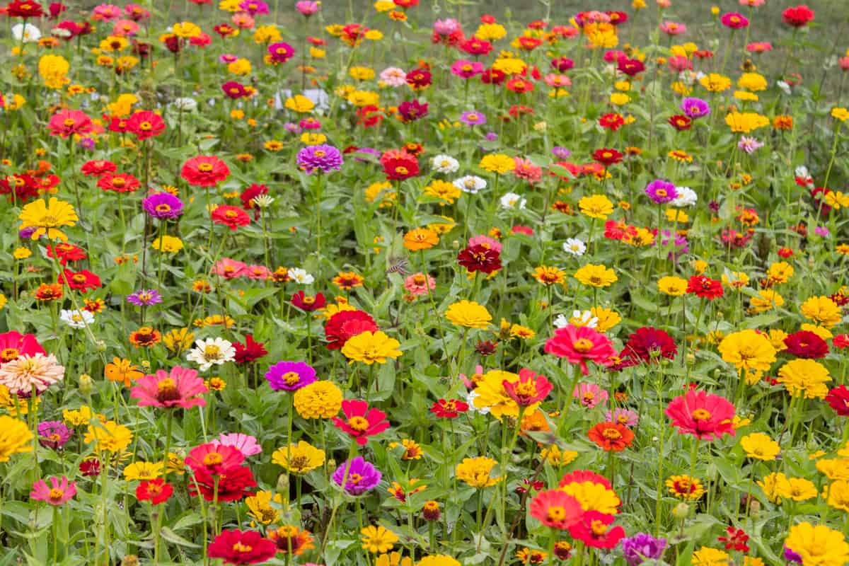 Multicolored small zinnia varieties growing together